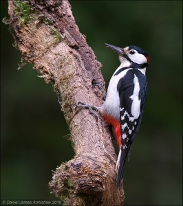 Great Spotted Woodpecker, Male