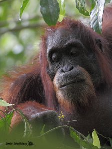 Orangutan, Danum Valley