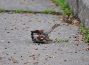 House sparrow mating display?