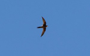 Mottled Swift