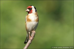 Goldfinch