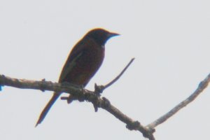 Orchard Oriole