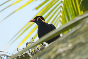 Common Hill Myna