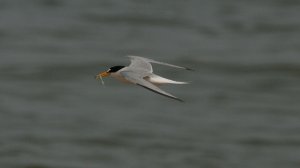 Little tern 1