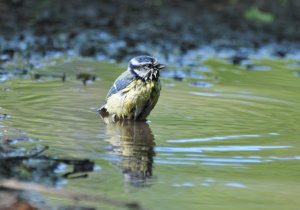 One more of the blue tit in the puddle