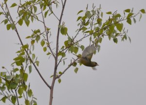 Green finch takes off