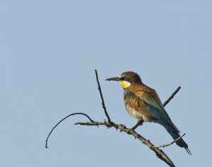 European Bee-eater