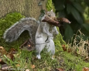 Nesting time