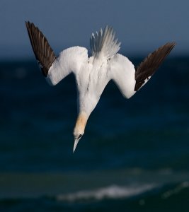 Gannet