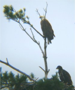 Batavia Eagles