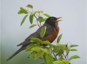 Typical Noisy Robin