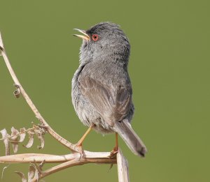 Marmora's Warbler