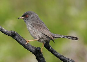 Marmora's Warbler