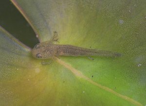 Smooth Newt tadpole