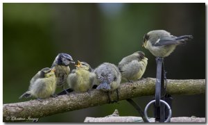 Blue Tits at feeding time