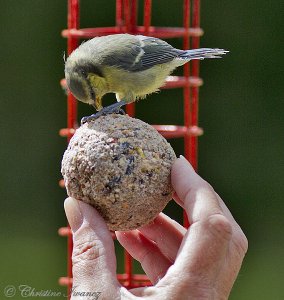 Impatient Juvenile Blue tit