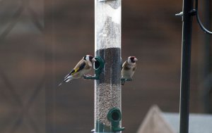 Goldfinches on feeder