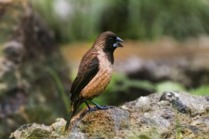 Black-throated munia