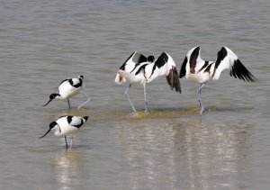 The Avocet Hokey-Cokey