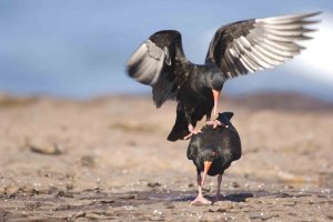 Privacy please! Sooty Oystercatchers