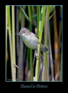 Damsel in Distress (Reed Warbler)