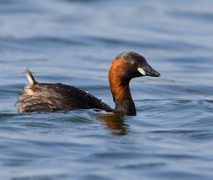 Little Grebe