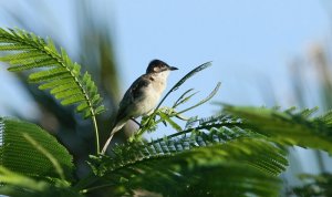 Chinese bird - help!