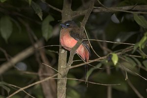 Scarlet-rumped Trogon