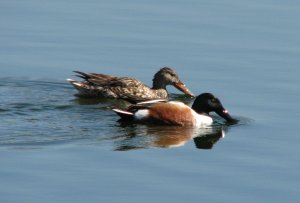 Northern Shoveler