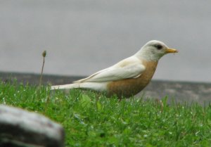 Leucistic American Robin