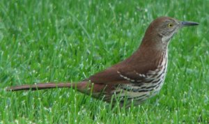 Brown Thrasher