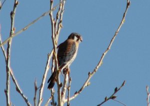 American Kestrel, male