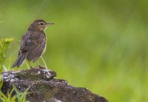 Long-billed Pipit