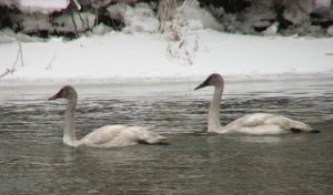 Juvenile Trumpeter Swans