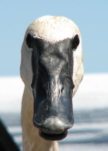 Trumpeter Swan