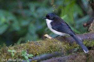 Dark Backed Sibia