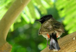 Red-vented Bulbul