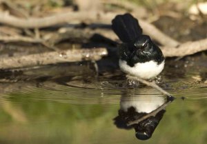 Willie Wagtail x 2