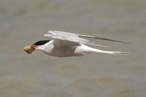 Common Tern in flight carrying a crab