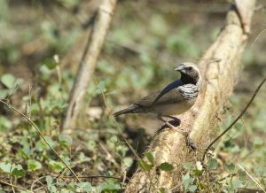 Pictorella Munia