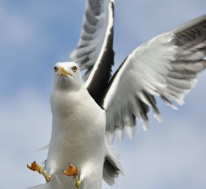 Lesser Black-backed Gull