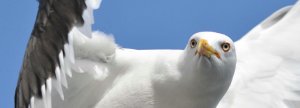 Lesser Black-backed Gull