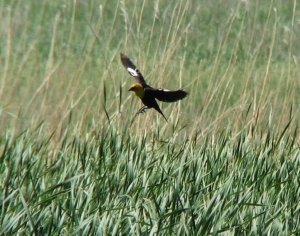 Yellow-headed Blackbird - male