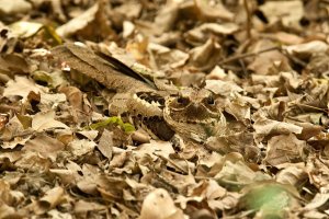 Large-tailed Nightjar in the leaves