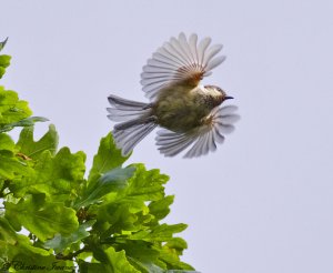 Goldcrest