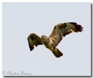 Buzzard 1