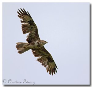 Buzzard 1 different angle