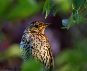 Song Thrush