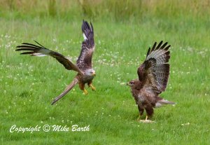 Red Kite and Buzzard compete !
