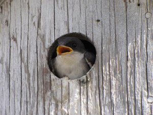 Tree Swallow